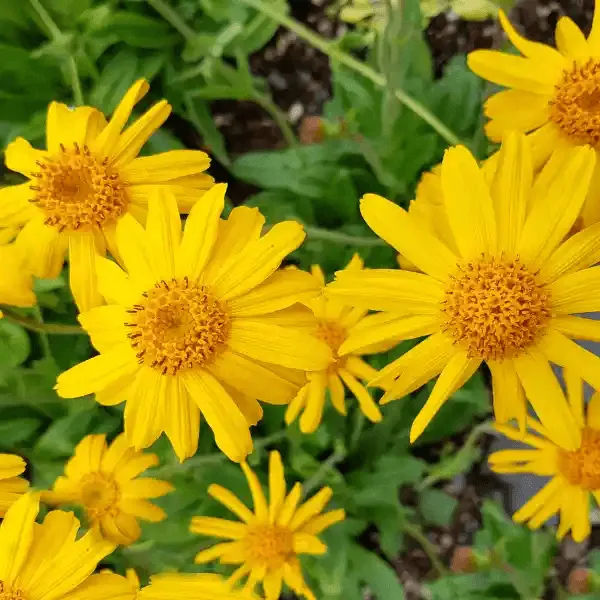 Flores amarillas de árnica montana, el primero de los cuatro activos de MegaSteel